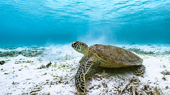 Sea Turtle Underwater Turtle HD wallpaper