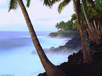 Tree At Beach , tree, beach HD wallpaper
