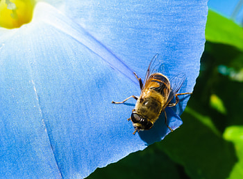 Flower, Macro, Bee, Morning Glory, Ipme HD wallpaper