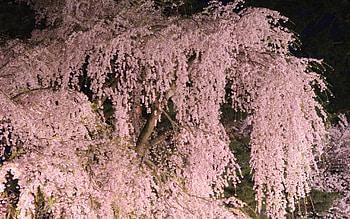 Nature, Flowers, Trees, Branches HD wallpaper