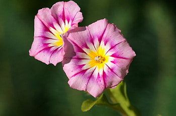 Flowers, purple, garden, beautiful HD wallpaper