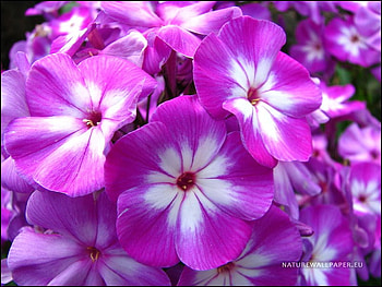 Beautiful flowers for AppleBloom, colorful, beautiful, special, violets HD wallpaper