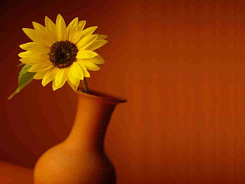 Flower , cg, 3d, pot, flower HD wallpaper