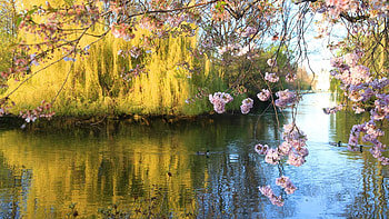 Nature, Rivers, Trees, Grass HD wallpaper