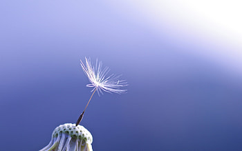 Dandelion macro graphy, Close-up seeds, Bokeh effect, Nature's marvel HD wallpaper