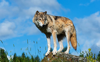 Wolf, animal, nature, graphy HD wallpaper