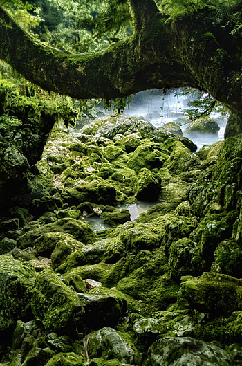 Nature, Stones, Rocks, Wood, Tree, Moss HD phone wallpaper