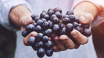 Farmer's bounty, Nature's gift, Bokeh flare, Exquisite grape HD wallpaper