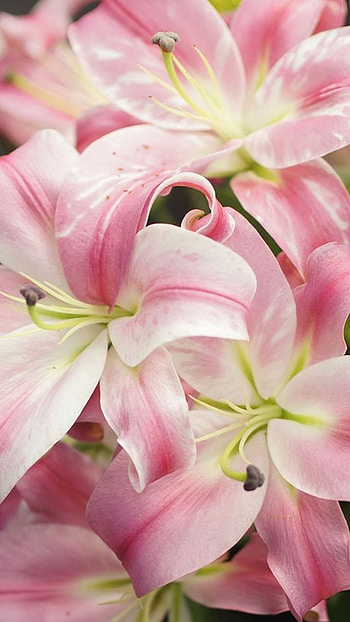 Pink Lily, Amazing Flower, Background HD phone wallpaper