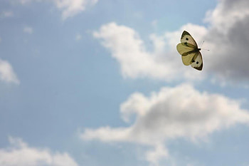 butterfly and sky, delicate, sky, nature, butterfly HD wallpaper