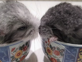 CHINCHILLAS, CUTE, , ANIMAL HD wallpaper