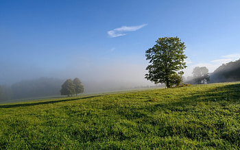Summer Morning, mist, morning, tree, field HD wallpaper