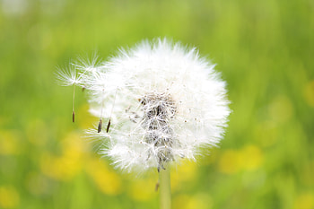 Grass, Macro, Light, Light Coloured, Dandelion, Fluff, Fuzz, Seeds, Seed HD wallpaper