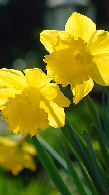 Daffodil, Adorable Flower HD phone wallpaper
