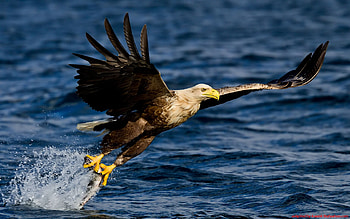 as a bird, nature, bird, water HD wallpaper
