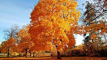 Maple tree trees, , Nature, Landscape HD wallpaper