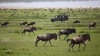 Maasai Mara National Reserve, Luxury Kenya safari, Andbeyond experience, Wildlife sanctuary HD wallpaper
