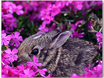 Animals, Flowers, Rabbits, Violet HD wallpaper