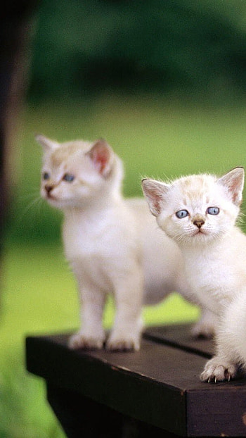 Cute Baby Cat, White Cat, Little Cat HD phone wallpaper