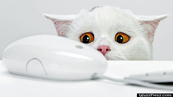 Cute Cat, White, Yellow, Eyes, Cat, Cute HD wallpaper