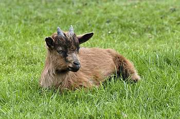 Animals, Grass, Kid, Horns HD wallpaper