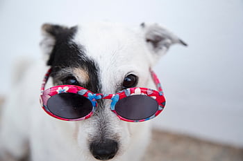 Adorable dog with sunglasses posing outdoors, showcasing a fun canine fashion sense. HD wallpaper