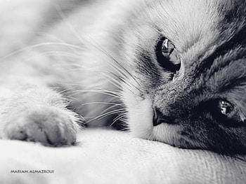 Animals, Cats HD wallpaper