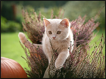courage awhile, courage, awhile HD wallpaper