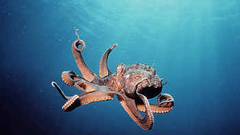 Animals, Octopus, Tentacles, Sucker HD wallpaper