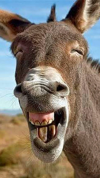 Funny, Funny Donkey HD phone wallpaper