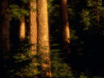 Huge trees, wood, light, trees, beautiful, dark HD wallpaper