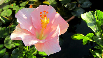 Hibiscus rosa-sinensis, soft, beautiful, flower HD wallpaper
