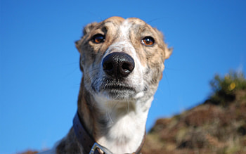 Animals, Sky, Dog, Muzzle, Spotty, Spotted, Sight, Opinion HD wallpaper