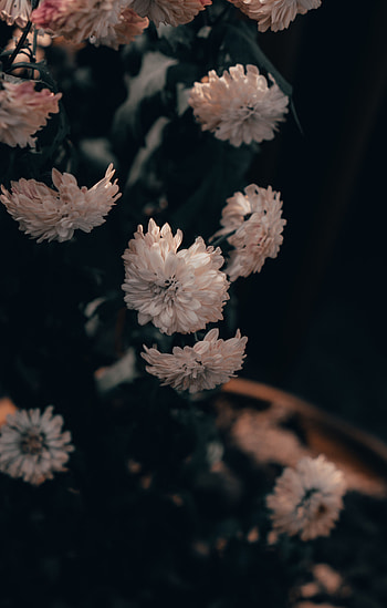 Flowers, Pink, Chrysanthemum HD phone wallpaper