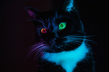 Animals, Multicolored, Motley, Cat, Eyes, Sight, Opinion, Heterochromia HD wallpaper