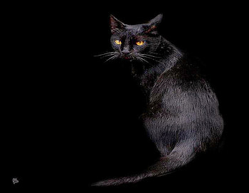 Black, cat, yellow eyes, black background HD wallpaper