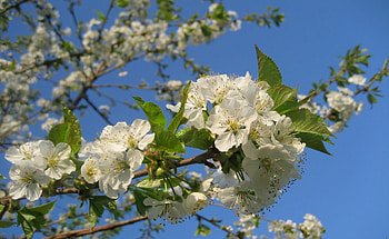 Flowers, Sky, Branches, Bloom, Flowering, Spring, Mood HD wallpaper