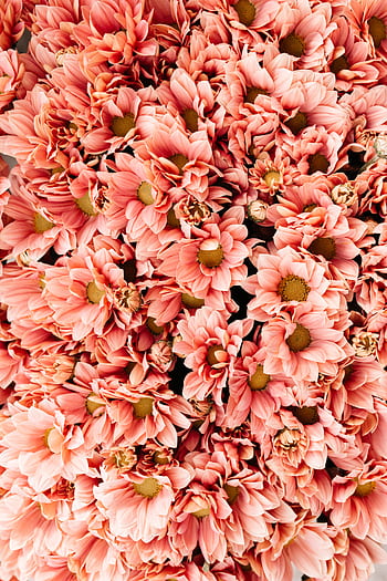 A stunning close-up of pink chrysanthemum blossoms creating a lush floral background. HD phone wallpaper