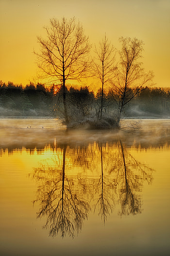 Nature, Trees, Twilight, Lake, Fog, Dusk HD phone wallpaper