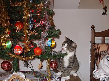 Nice Christmas Tree, cat, animals, nice, christmas tree HD wallpaper