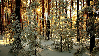winter sunrise forest, rays, winter, white, plants, spruce, cold, sunrise, tree, pine, snow, forest HD wallpaper