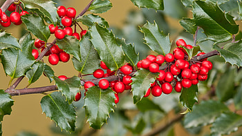 Branch, Holly Tree HD wallpaper