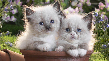 Siblings, Kittens HD wallpaper