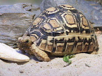 Animals, Sand, Big, Carapace, Shell, Turtle HD wallpaper