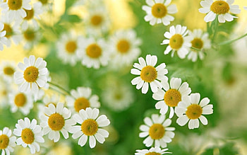 Plants, Flowers, Camomile HD wallpaper