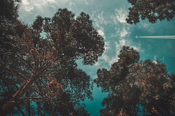 Nature, Trees, Sky, Flight, Plane, Airplane HD wallpaper