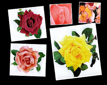 roses, pink, collage, red HD wallpaper