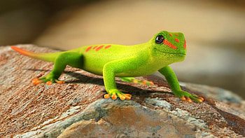 Gecko, Diverse gecko , Stunning reptile ry HD wallpaper