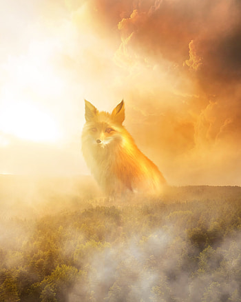 Animals, Clouds, Fox, Forest, Fog, Haze HD phone wallpaper