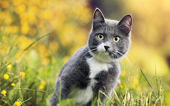 Cat, animal, grass, look HD wallpaper